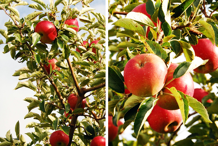 acookscanvas_apple galette6_copyright2012-2013 copy copy