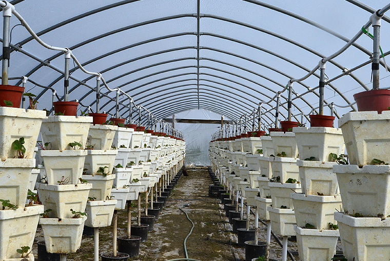 pickgardenfarms17-copyright2012-2014_15 copy2