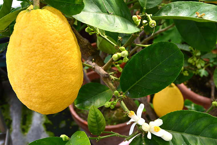 pickgardenfarms4-copyright2012-2014_15 copy2