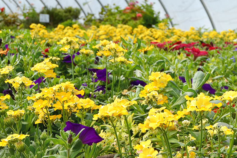 pickgardenfarms5-copyright2012-2014_15 copy3