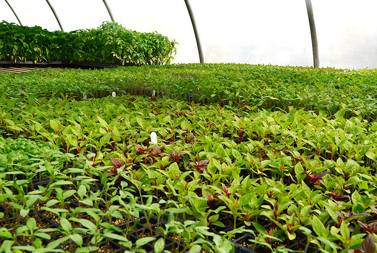 pickgardenfarms7-copyright2012-2014_15 copy2