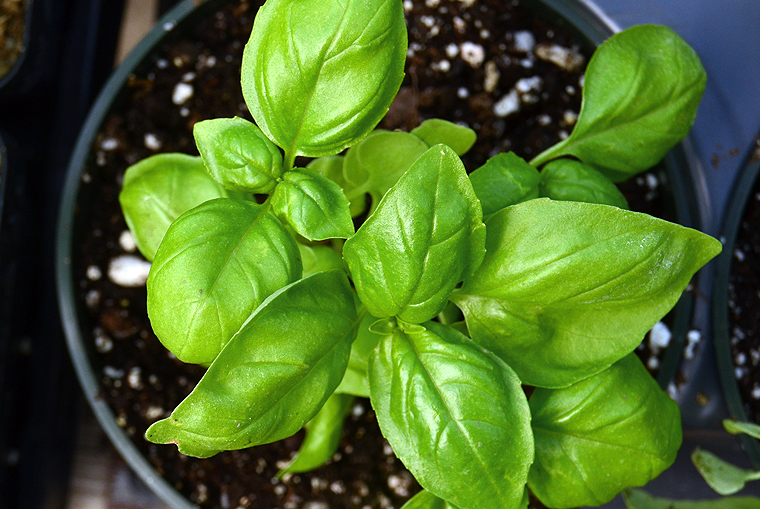 pickgardenfarms9-copyright2012-2014_15 copy2