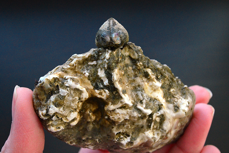 laurent-perrier_grandsiecle7-copyright2012-2015_36