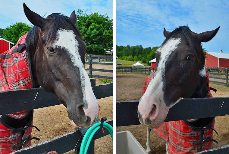 BlackStarFarms24_ acookscanvas-copyright2012-2015_58