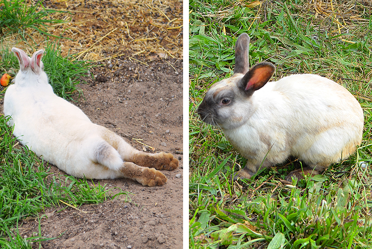 BlackStarFarms28_ acookscanvas-copyright2012-2015_58