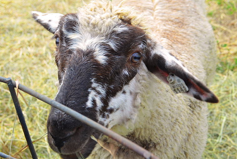 BlackStarFarms31_ acookscanvas-copyright2012-2015_58