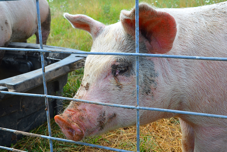 BlackStarFarms33_ acookscanvas-copyright2012-2015_58