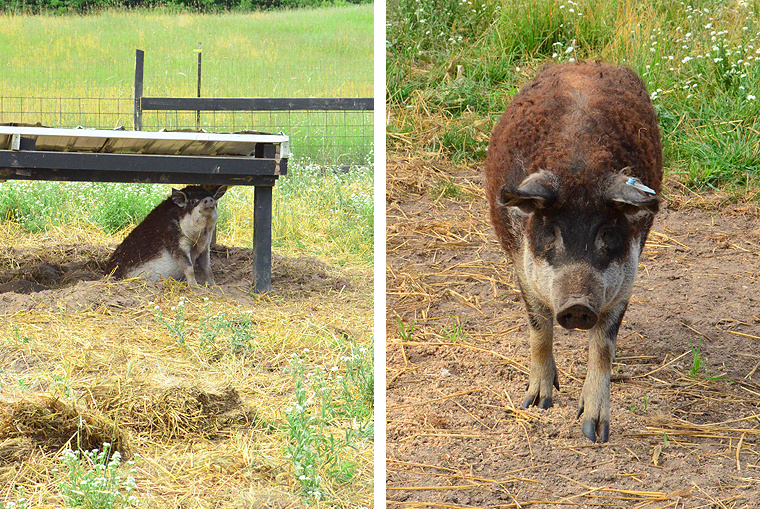 BlackStarFarms34_ acookscanvas-copyright2012-2015_58