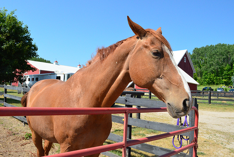 BlackStarFarms37_ acookscanvas-copyright2012-2015_58