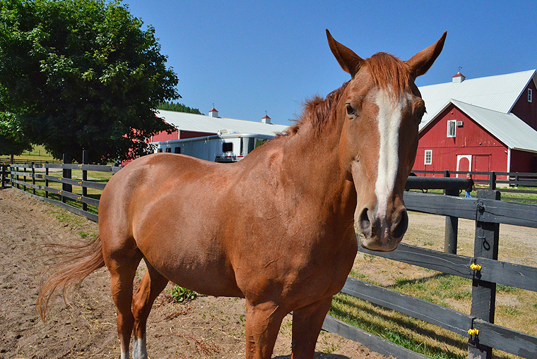 BlackStarFarms38_ acookscanvas-copyright2012-2015_58