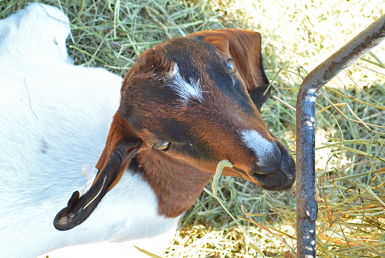 BlackStarFarms40_ acookscanvas-copyright2012-2015_58