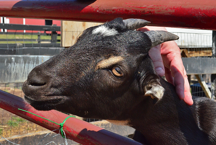 BlackStarFarms42_ acookscanvas-copyright2012-2015_58